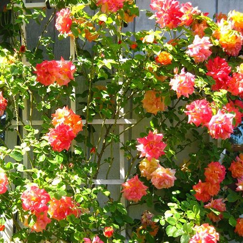 Pomarańczowy - Róże pienne - z kwiatami bukietowymi - korona zwisająca
